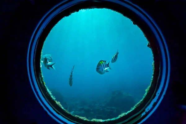 Undervattensfoto Fisk Området Korallrev Titta Genom Glaset Från Observatoriet Havet — Stockfoto