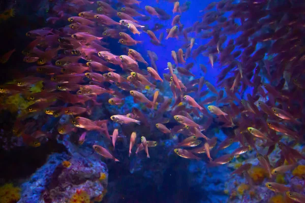 カラフルな珊瑚礁域における水中の魚 — ストック写真