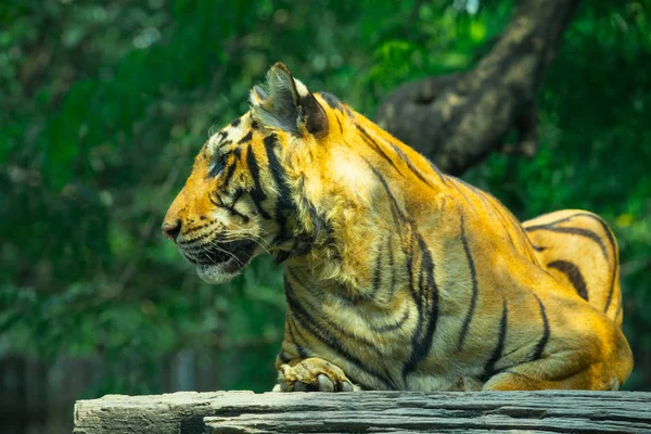 Tigre deitado em uma madeira — Fotografia de Stock