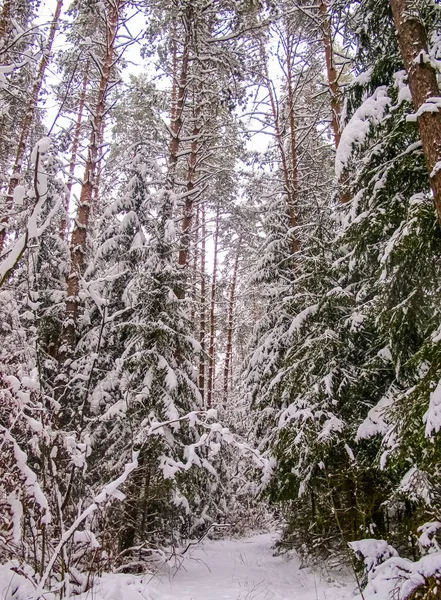 Dia Frio Inverno Floresta Coberta Neve — Fotografia de Stock