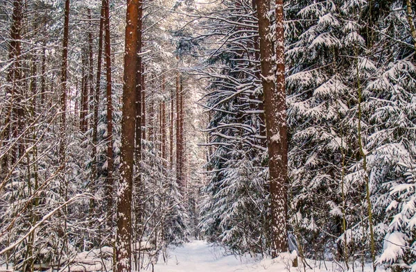 Dia Frio Inverno Floresta Coberta Neve — Fotografia de Stock