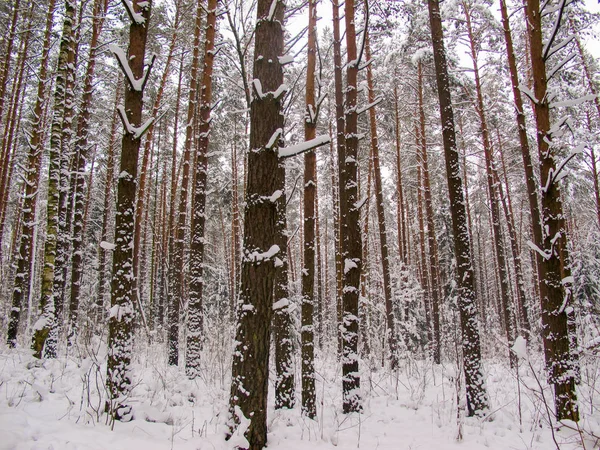 Dia Frio Inverno Floresta Coberta Neve — Fotografia de Stock