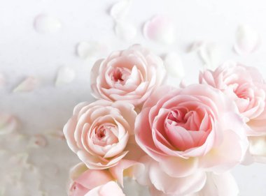 Pembe gül beyaz arka plan üzerinde izole. Mükemmel arka plan tebrik kartları ve davetiyeler düğün, Doğum günü, Sevgililer günü, anneler günü.