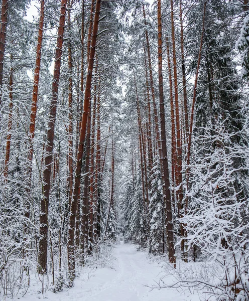 Снежный Зимний Лес Линией Красивых Сосновых Стволов Вдоль Белой Снежной — стоковое фото
