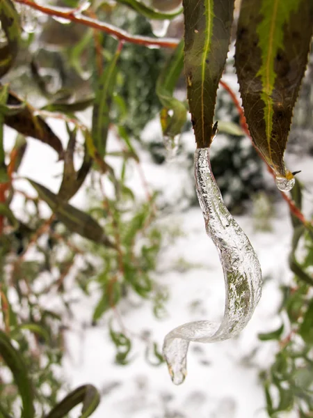 庭の冬 最初の霜や氷はウィロー リーフです 冷凍一滴の水 — ストック写真