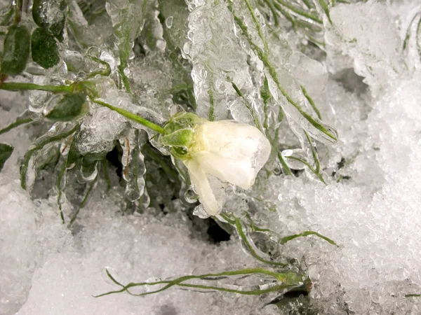 Χειμώνας Στον Κήπο Πρώτο Παγετό Παγωμένο Λευκό Τριαντάφυλλο Και Σταγόνες — Φωτογραφία Αρχείου