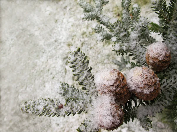 コーンとモミの美しい枝が雪に覆われました — ストック写真