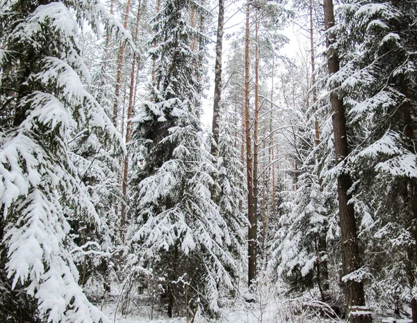 Bella Foresta Innevata Invernale Con Alberi Innevati Una Fiaba Mistero — Foto Stock