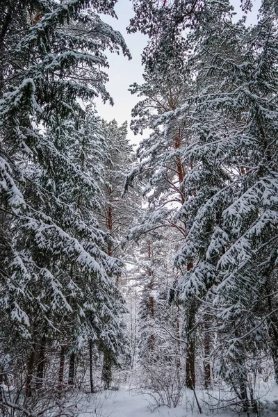 Foresta Invernale Innevata Con Bellissimi Tronchi Pini Alti Alberi Conifere — Foto Stock