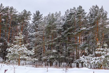 Karlı kış orman güzel çam ağaçları ile. Kış manzarası