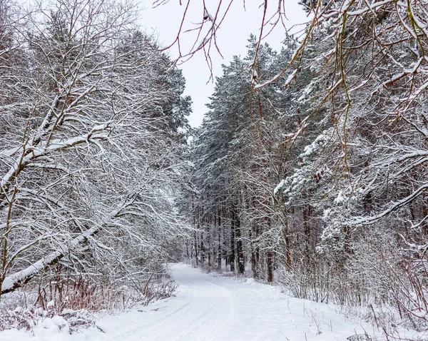 Зимний Лес Красивыми Стволами Сосен Белоснежной Дорогой Много Тонких Ветвей — стоковое фото