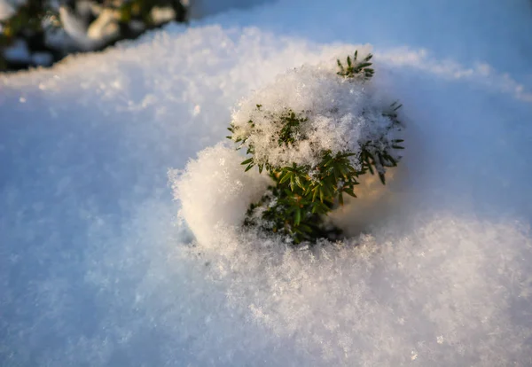 在阳光明媚的日子里 花园里的一颗小红豆杉上有新鲜的白雪 — 图库照片