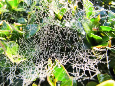 Güneşli bir sonbahar örümcek ağı üzerinde Çiy damlaları