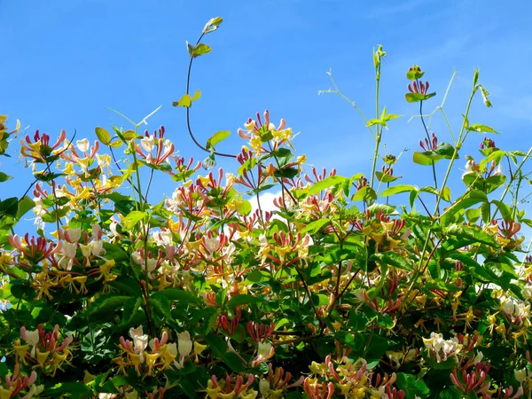 Bloeiende Kleurrijke Bloemen Hemel — Stockfoto