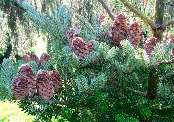 Ramo Pitoresco Abeto Com Cones — Fotografia de Stock