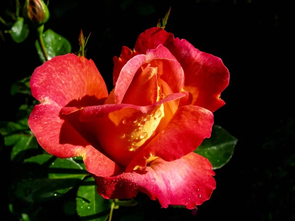 Una Hermosa Rosa Roja Con Gotas Rocío Está Jardín Con — Foto de Stock