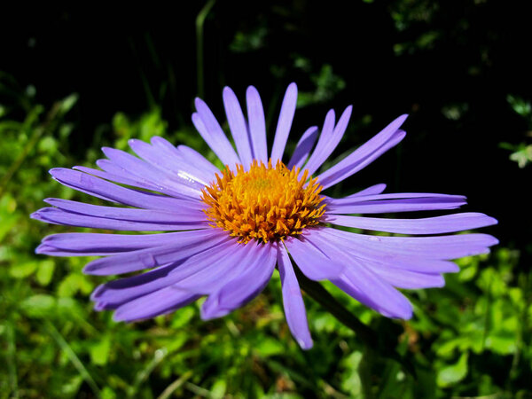 A beautiful purple flower with an orange center and dew drops is in the garden with a green background.