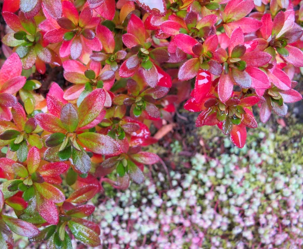 Πολύχρωμο Φθινόπωρο Φόντο Φωτεινά Ροζ Φύλλα Της Αζαλέας Στον Κήπο — Φωτογραφία Αρχείου