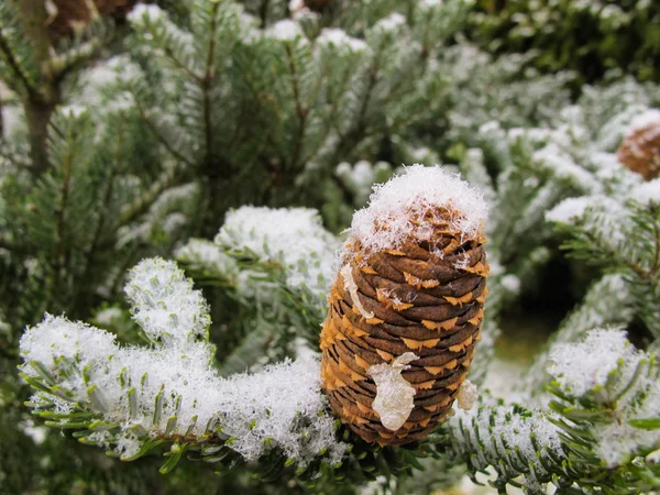 コーンとモミの美しい枝が雪に覆われました — ストック写真
