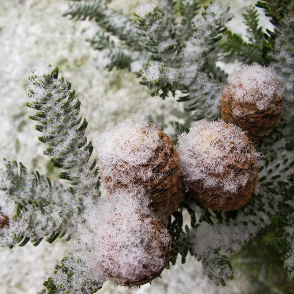 コーンとモミの美しい枝が雪に覆われました — ストック写真