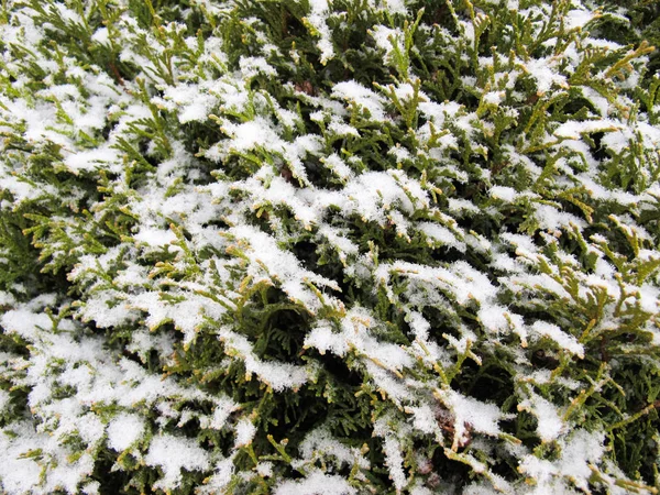 Textura Muchas Ramas Cubiertas Nieve Árbol Coníferas Verdes Luz Del —  Fotos de Stock