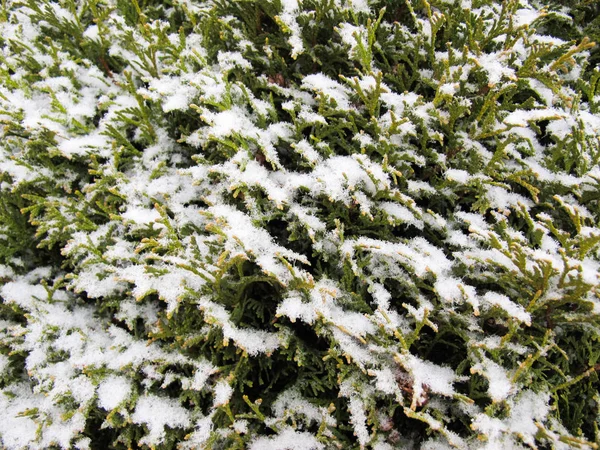 Textura Muitos Ramos Neve Cobertos Árvore Conífera Verde Luz Dia — Fotografia de Stock