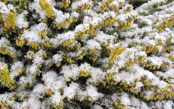 花园里植物的叶子上下着新的雪 纹理背景圣诞节时间 — 图库照片