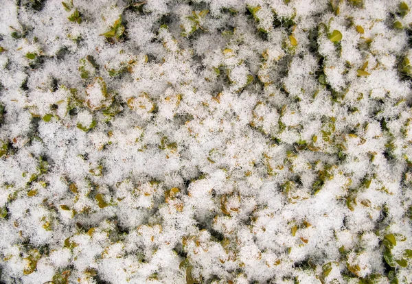Neve Recém Caída Nas Folhas Planta Jardim Textura Fundo Tempo — Fotografia de Stock