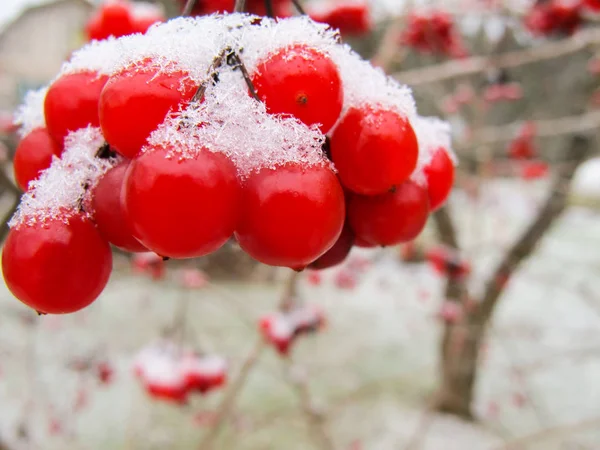 花园中的红莓和白雪的风景如画的枝条 — 图库照片