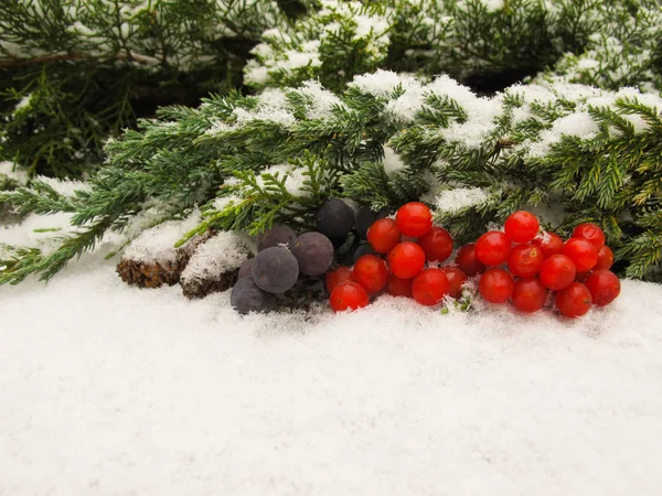 冬天的生活从黑色的葡萄和红色浆果的维伯纳姆在雪的背景 文本或题字的位置 — 图库照片