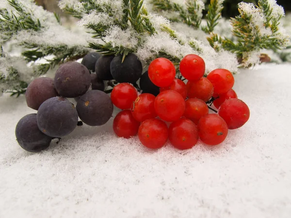 Winter Stilleven Uit Druiven Van Zwarte Rode Bessen Van Viburnum — Stockfoto