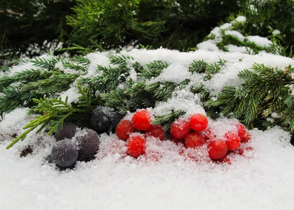 冬天的生活从黑色的葡萄和红色浆果的维伯纳姆在雪的背景 文本或题字的位置 — 图库照片