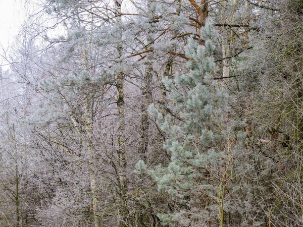Muchas Pequeñas Ramas Árboles Cubiertos Heladas Bosque Invierno —  Fotos de Stock
