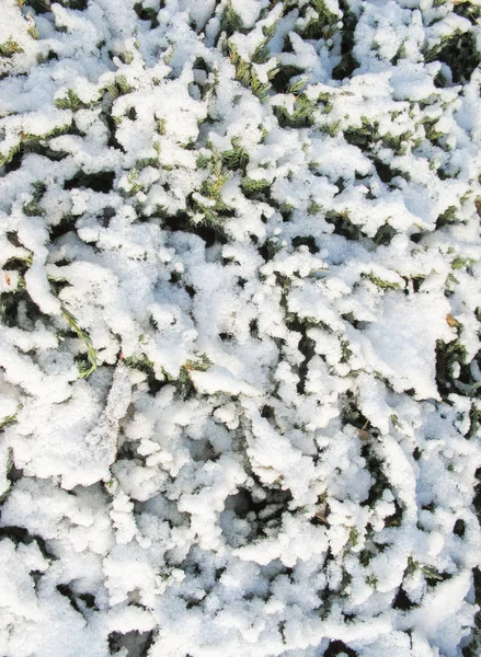 在日光下 许多覆盖着青针叶树的雪枝的质地 — 图库照片