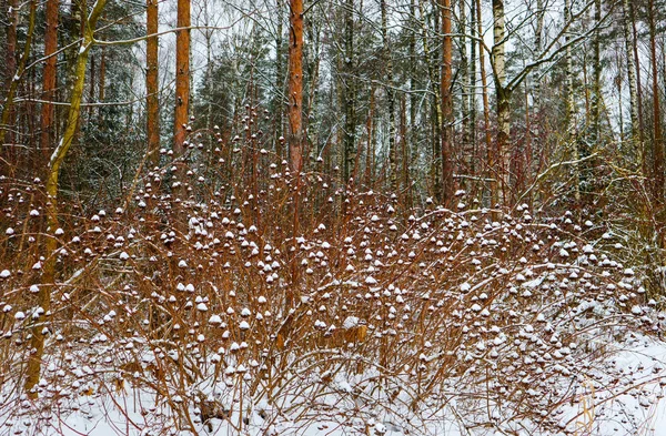 Много Ветвей Ветвей Покрытых Пушистым Белым Снегом Красивый Зимний Снежный — стоковое фото