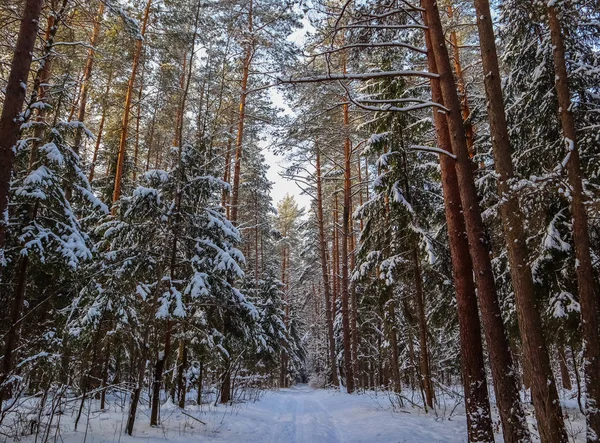 Floresta Inverno Nevado Dia Ensolarado Caminho Neve Branco Árvores Cobertas — Fotografia de Stock