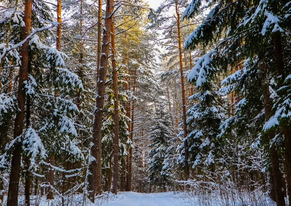 Foresta Invernale Innevata Una Giornata Sole Sentiero Neve Bianca Alberi — Foto Stock