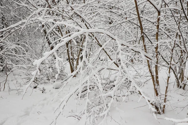 Beaucoup Brindilles Minces Recouvertes Neige Blanche Duveteuse Belle Forêt Enneigée — Photo