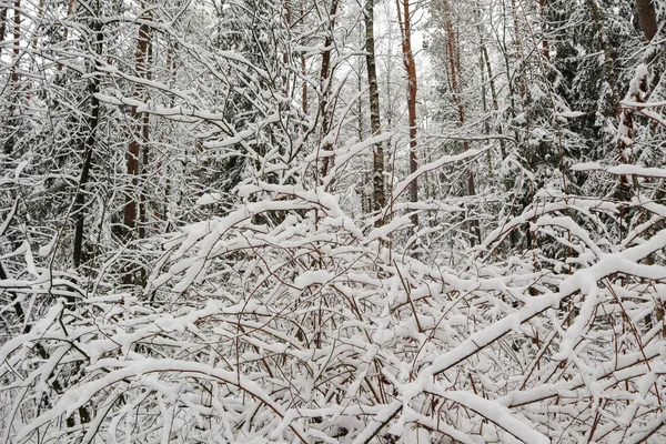 Зимний Лес Снежными Деревьями Много Тонких Ветвей Покрытых Белым Снегом — стоковое фото