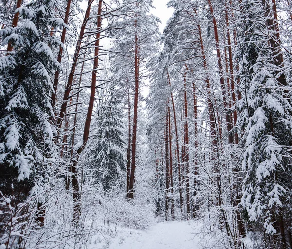 Bella Foresta Invernale Con Alberi Neve Una Favola Immagine Tono — Foto Stock