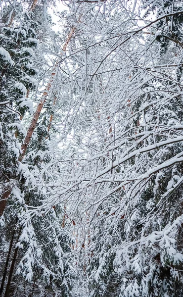 Molti Ramoscelli Sottili Ricoperti Soffice Neve Bianca Bella Foresta Innevata — Foto Stock