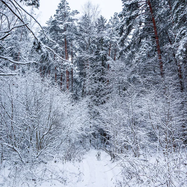 Зимний Лес Множеством Тонких Покрытых Снегом Деревьев Бегущий Далматинец Белому — стоковое фото