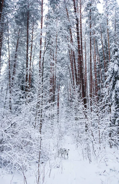 Далматинец Бегает Красивом Зимнем Лесу Множеством Тонких Ветвей Покрытых Снегом — стоковое фото