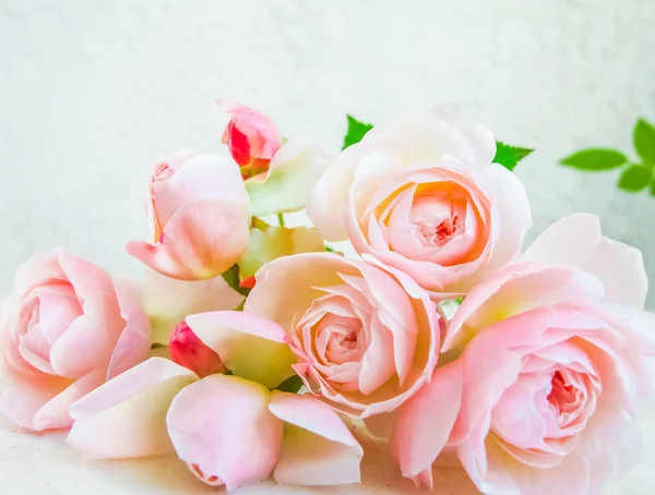 Rosas Cor Rosa Isoladas Sobre Fundo Branco Perfeito Para Cartões — Fotografia de Stock