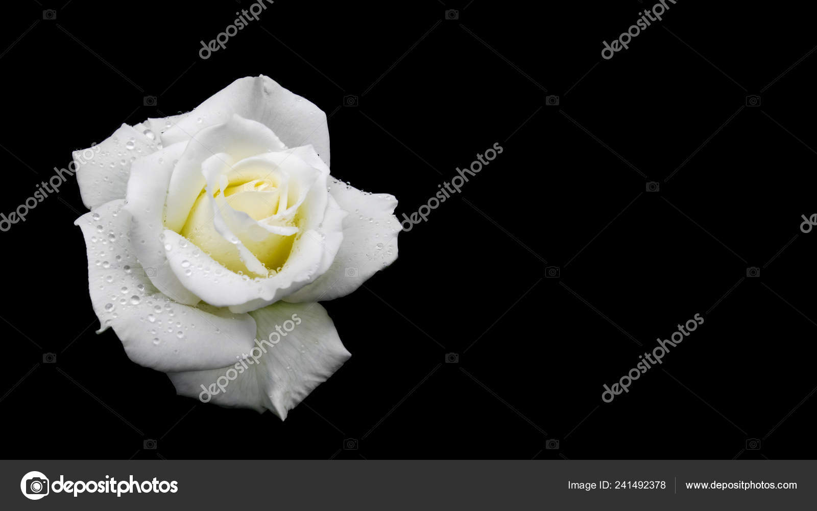 D-P005黑色5头人工牡丹花花束人工牡丹花家庭婚礼装饰, image size:1600x1000