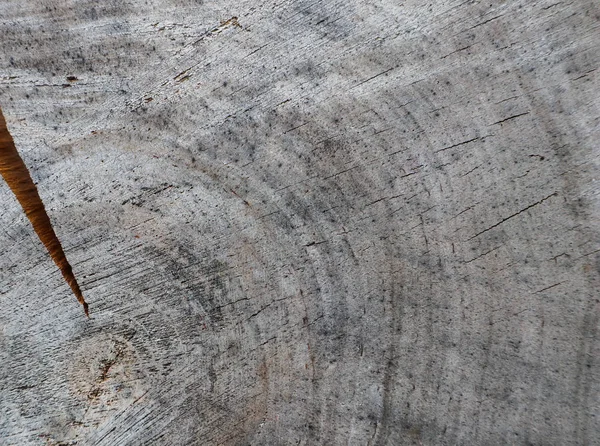 Фон Поперечного Сечения Ствола Дерева Абстрактная Текстура Колец Старого Упитанного — стоковое фото