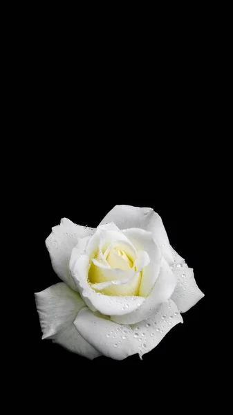 Piękna Biała Róża Krople Rosy Białym Czarnym Tle Idealny Kartki — Zdjęcie stockowe