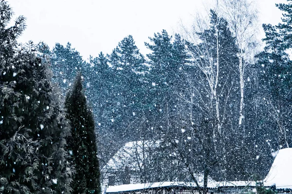 Heavy Snowfall Village Backdrop Winter Forest — Stock Photo, Image