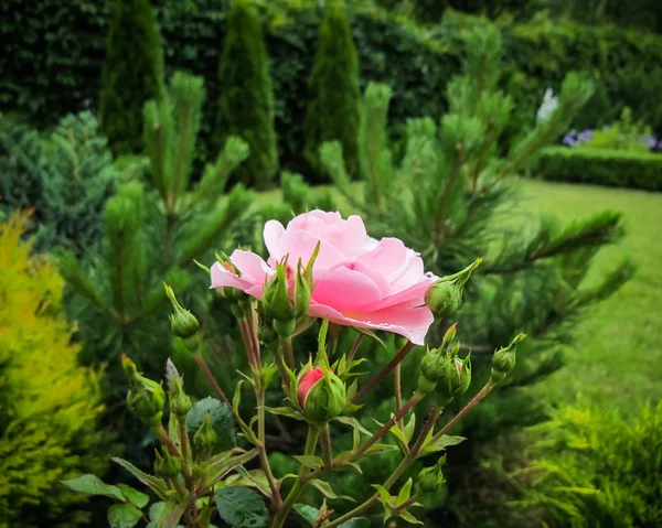 Belle rose rose avec des gouttes de rosée dans le jardin. Idéal pour le dos — Photo