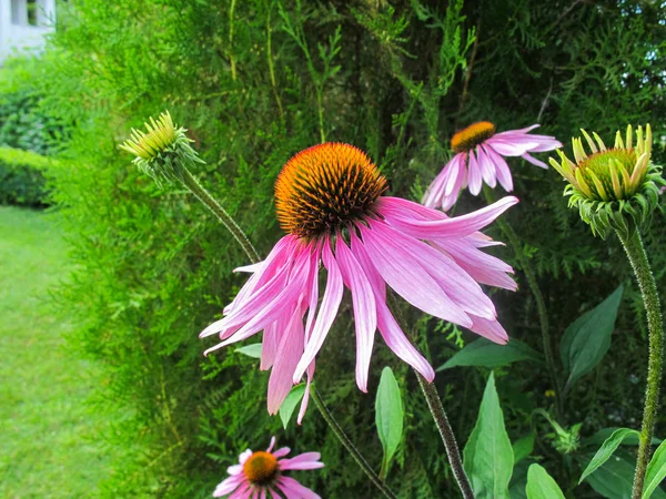 Equinácea purpurea (coneflower). Hermosas flores púrpuras con — Foto de Stock